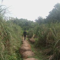 王照鹏