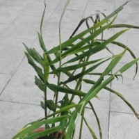 鞠贤琴
