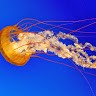 Extra Miles