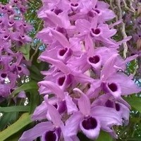 Floranyelis De La Cruz