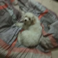 甘志勇