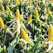 Edmundo Diaz Montero