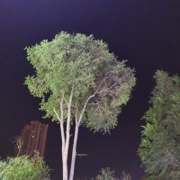 马明亮