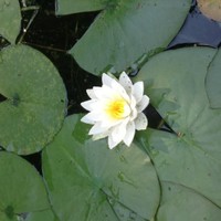 Nicol Davoli
