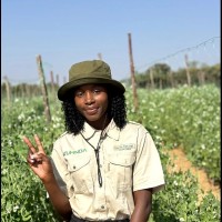 Primrose Kamombe