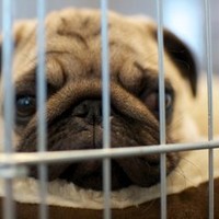 Dobbie the Pug