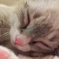 Jennifer Conrad, DVM