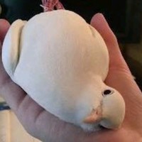 林家赓