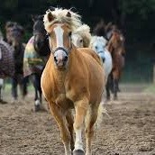 felipe german