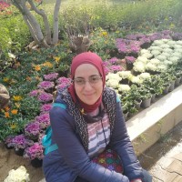 Ayat Mohamed