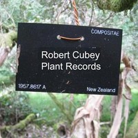 Robert Cubey