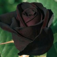 Yvonne S. McWhirt Roper