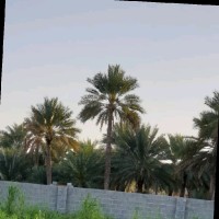 Said Salim Al
