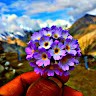 N Negi