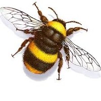Todd Bee