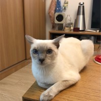 郑培培