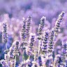 Lavender Fields