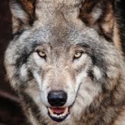 Munro van der Westhuizen