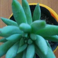 王艳娥