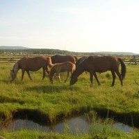 Наталья Ангархаева