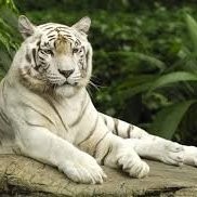 Navdeep nayyar