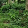 Binesh Varghese John