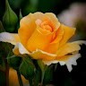 Roxann S