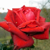 Crazy Rose