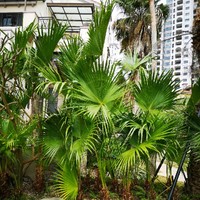 方明丽