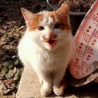 王光宁