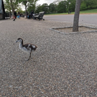 Swift Ie