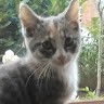 Mathilde H