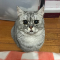 Lulu Dai