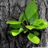 Arunima V P