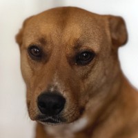 Milo the Mutt Yelnikov