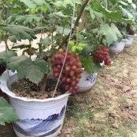 刘学志
