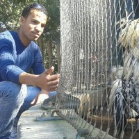 Hamza adham
