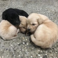 배선영