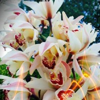 Sireesha Kanamarlapudi