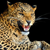 Roberto Carlos Gomes