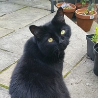 Cat Baron