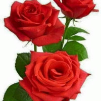 Awais Khan