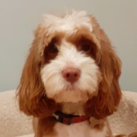 Paul Carpenter                              MMgt NDipM