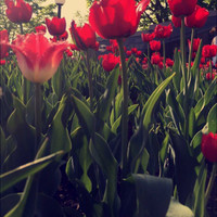 Ahmed Alqarni