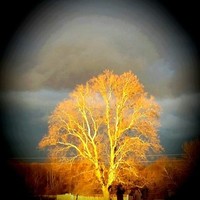 Michelle Brigstock