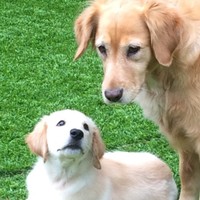 Home Sweet Home Pet Sitting - Tony