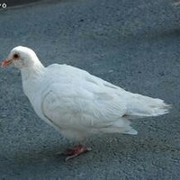 郑泽林