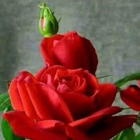 يوسف الحنافي