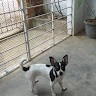 Conceição Agostinho