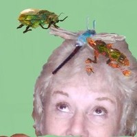 Susan VanDyke